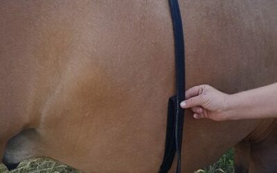 Trainingscamp für Marengo