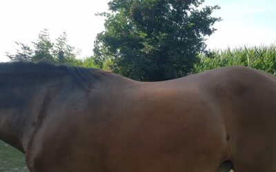 Marengos Trainingscamp Tag 4-8