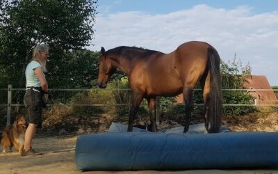 Marengos Trainingscamp Tag 9-13