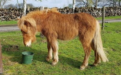 Reha-Training mit Pferdewippen