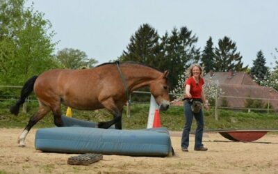 True Horse Agility Turnier im September