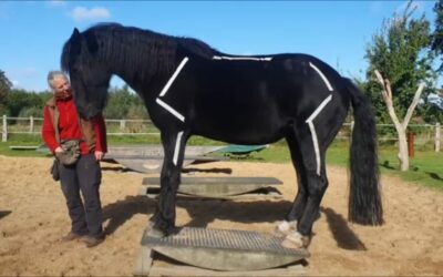 Die Steigerwald.T Wippentrainer