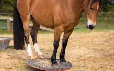 Vielfalt im Training mit Pferdewippen – Der Drehteller