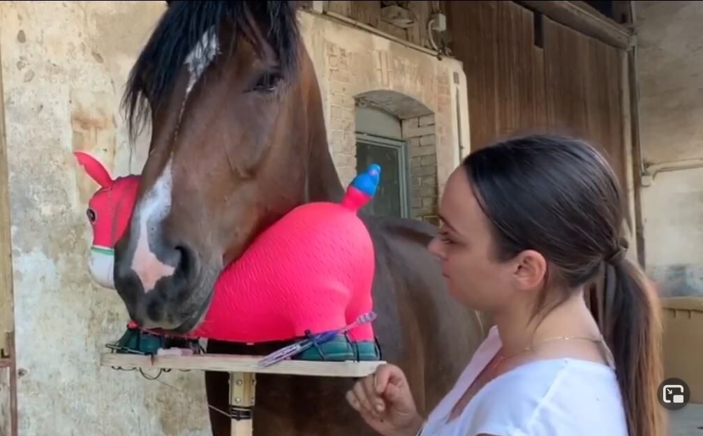 Clickertraining mit Kooperator