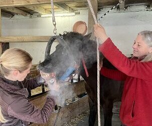 Schmerzen und die Auswirkungen auf Verhalten