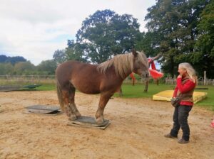 Pferdewippen: Welche Größe ist richtig?