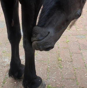 komplexe verhalten 1