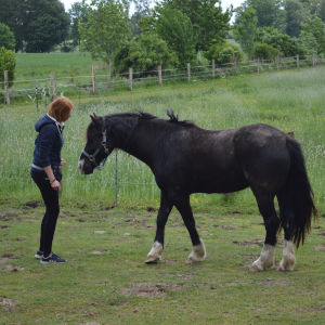 kriterien clickertraining 1