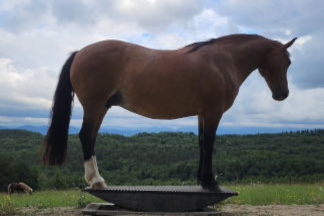 pferdewippe-bauanleitung