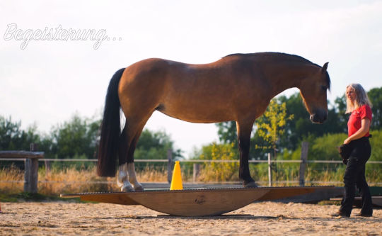 pferdewippen-harmonie