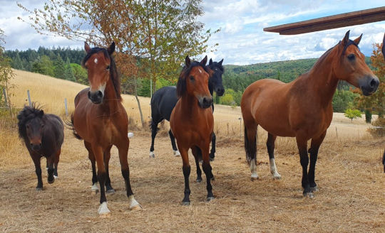ponys sommer berge 1