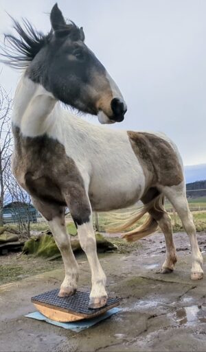 roxi zweibeinwippe 1 Testimonial Item