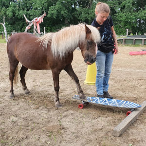 signaldiskriminierung pferd 1