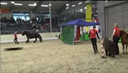 Erster Hallenauftritt von Horse-Agility „fun for fitness“