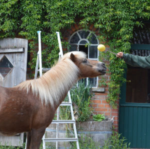 verhalten verdichten 1